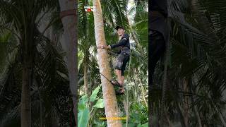 Amazing Coconut Tree Climbing Tool [upl. by Dambro]