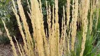 When Is The Best Time to Cut Back Karl Foerster Feather Reed Grass [upl. by Hoover]