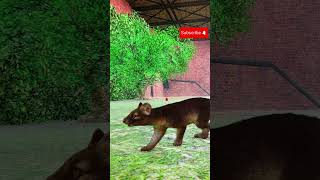 Cute Baby Fossa Running Planet Zoo planetzoo fossa madagascar [upl. by Kumler]