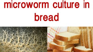 How to culture microworm in bread [upl. by Odell]