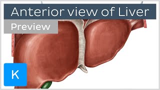 Anterior view of the liver preview  Human Anatomy  Kenhub [upl. by Blaire]