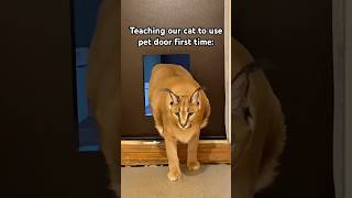 Gosha is a smart boy that uses big pet door cat pets catvideo [upl. by Peterson]