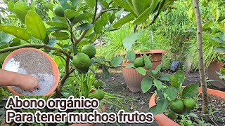 abono Orgánico para hacer florecer y dar frutos cualquier ÁRBOL [upl. by Laurentium655]