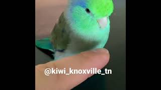 Kiwi the pacific parrotlet talking [upl. by Aikar747]