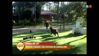 Perro De Ley Romeo y Hernan Avanzando Juntos – Diversión Animal [upl. by Salita]