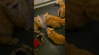 Maine coons meowing for wet food [upl. by Valentino]