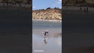 Dalmatians First Time on a Beach [upl. by Dviad]