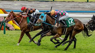 DANTSU ELAN wins the G2 Kyoto Sho Fantasy Stakes [upl. by Neirol]