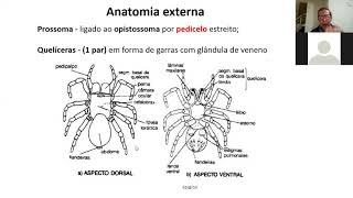 14 AULA  1 Classe Chelicerata subclasse Arachnida  Ordem Araneae e Scorpiones [upl. by Nivej]