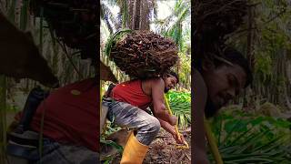 How to load the big fruits of the palm gardenviralshortpalmtreesmalaysiapalmpalmtreefruit [upl. by Eidarb]