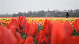 Holland  The Land of Windmills Tulips and Canals [upl. by Neyr]