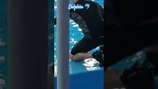 Dolphin 🐬 games show trending dolphin dolphins love nature friend [upl. by Malti]