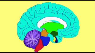 ENDOCRINE SYSTEM HYPOTHALAMUS AND PITUITARY [upl. by Phi]