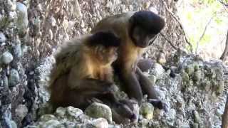 A capuchin monkey uses a stick to pick its nose and teeth [upl. by Sanger156]