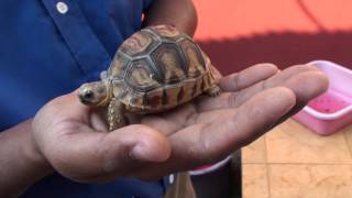 Ploughshare tortoise birth [upl. by Adlen]