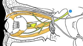 Cranial nerves III IV and VI [upl. by Haliak]