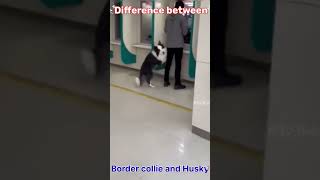 Border collie Angry 😡 With Husky dogs dog yt bordercollie husky shortvideo shorts [upl. by Harahs745]