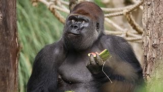 Gorillas get watermelon treats [upl. by Alatea]