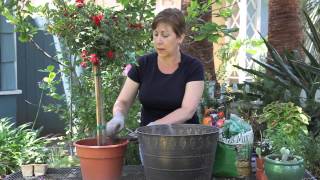 How to Plant a Standard Rose  Garden Space [upl. by Leiruh]