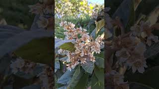 Nespolo giapponese 🌱🌿🍃🍂splendida fioritura autunnale nature flowers fiori garden [upl. by Aioj]