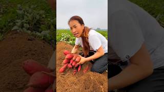 Potato harvest activities in rural agriculture  High yielding sweet potato farming potato short [upl. by Ahseram310]