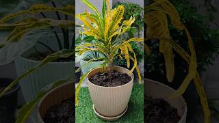 Yellow croton makes my garden bright croton potting propagation branches flutemusic shorts [upl. by Damon]