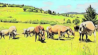 cow children effect videos kids mooing pictures sound video animal cows sounds for toddlers ambient [upl. by Hsu966]