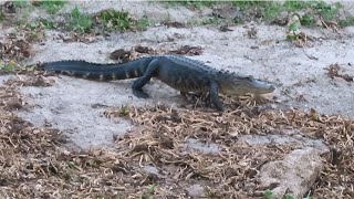 Alligator Walking on Land [upl. by Beryle135]