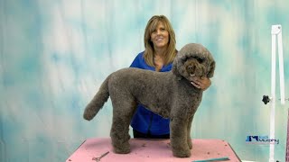 Learn How to Groom a Labradoodle Dog with Curly Coat [upl. by Artenahs]