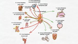 12 жұп нерв анатомиясы [upl. by Bast164]