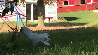 Busy cockatoo wonders when Mom is going to step up and start handling some of the weeding [upl. by Golliner]