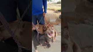 Olha esse trio de lindos cachorros genética excepcional👏Adestramento de cães adestradorpetrolina [upl. by Moses]