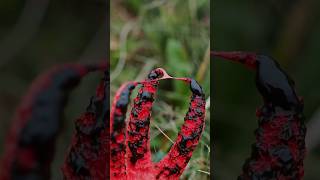 Devil’s fingers fungus 🍄  fungi fungus mycology mushroomhunting shorts [upl. by Talanian937]