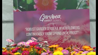 Highlight video Garvinea® garden Gerberas by HilverdaFlorist [upl. by Territus652]