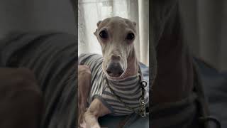 Italian Greyhound Thank you honey [upl. by Corny]