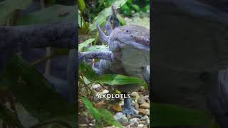 The Amazing Axolotl A Guide to Care and Conservation [upl. by Einnaf936]