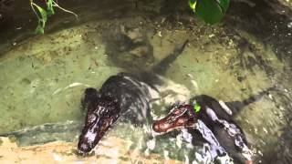 Dwarf caiman feeding time [upl. by Bentley823]