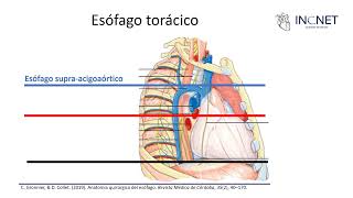 Embriología anatomía y fisiología del esófago [upl. by Dorian715]