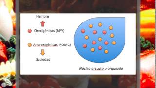 La fisiología del hambre y la saciedad [upl. by Meece119]