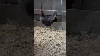 Black Old English Game Large Fowl [upl. by Isdnyl]