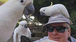 Much munching by the birby bunch 100 wild and wacky cute and cuddly wild cockatoos [upl. by Jase]