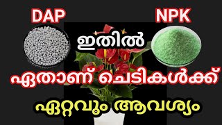 NPK amp DAP ഏതാണ് ചെടികൾക്ക് കൊടുക്കേണ്ടത് [upl. by Vyky]