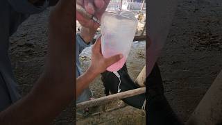 intravenous dripfeverBEFtreatmentanimalscowyoutubeshorts viralvideo [upl. by Eityak]