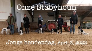 Onze Stabyhoun  Impressies Jonge hondendag 3 April 2022 [upl. by Lonna]