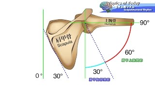 肩甲上腕リズム Scapulohumeral Rhythm：理学療法士による身体活動研究 [upl. by Riorsson699]