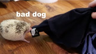 My Hedgehog Roams the House for an Entire Video [upl. by Karlan635]