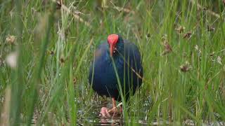 modrzyk afrykański Porphyrio madagascariensis African Swamphen Smaragdhuhn [upl. by Enened]