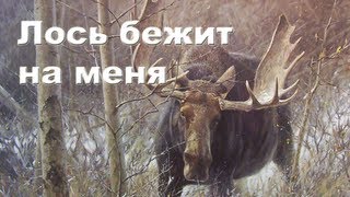 Лось бежит на меня Охота на лося видео 20122013 Moose hunting in Russia [upl. by Eivod]