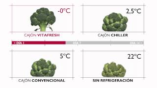 ¿Cuánto dura un brócoli en tu frigorífico [upl. by Brittne]