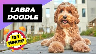 Labradoodle 🐶 The Friendliest Crossbreed Dog  1 Minute Animals [upl. by Enylorac]